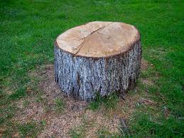 Best Fruit Tree Pruning  in Live Oak, TX