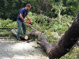 Best Tree Preservation Services  in Live Oak, TX