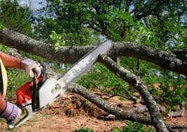 Best Tree Removal  in Live Oak, TX