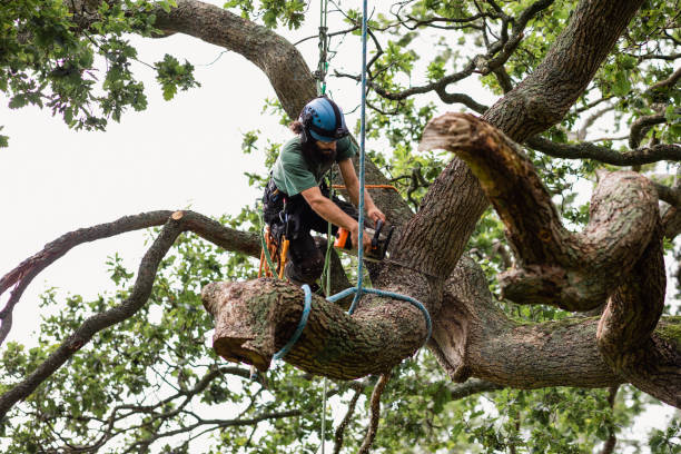 Best Firewood Processing and Delivery  in Live Oak, TX