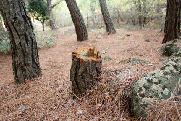 How Our Tree Care Process Works  in  Live Oak, TX
