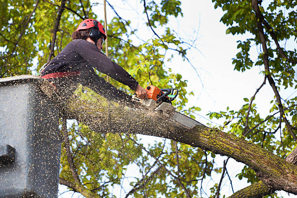 Tree and Shrub Care in Live Oak, TX